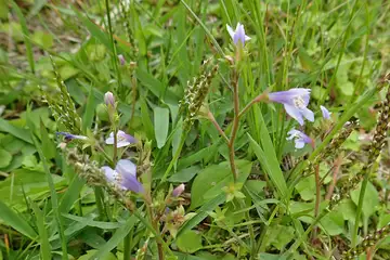 トキワハゼ・大山