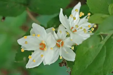 マルバウツギ・大山
