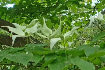 ヤマボウシ・大山