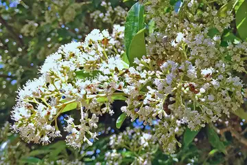 サンゴジュ・万騎が原公園