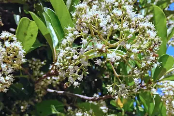 サンゴジュ・万騎が原公園