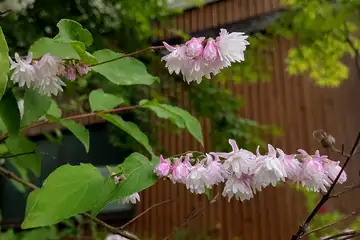 サラサウツギ・入笠山