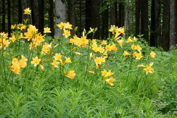 ニッコウキスゲ・入笠山