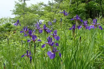 アヤメ・入笠山