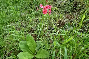 クリンソウ・入笠山