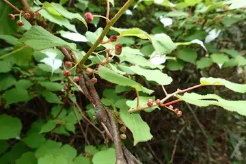 マタタビ・入笠山