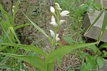ササバギンラン・入笠山