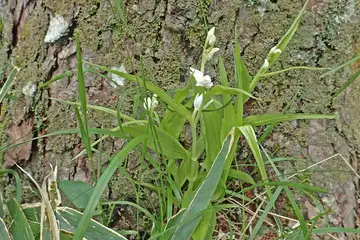 ササバギンラン・入笠山