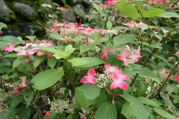 あじさいの花・南あじさい山