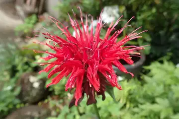 ヘルガモット・南あじさい山