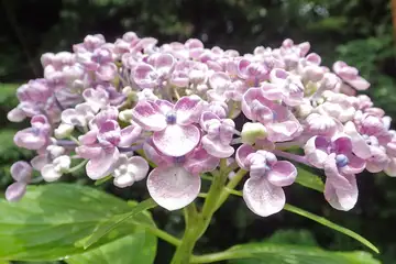 あじさいの花・南あじさい山