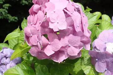 あじさいの花・南あじさい山