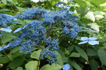あじさいの花・南あじさい山