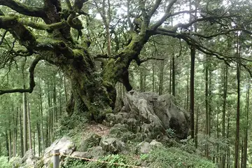 山抱き大樫