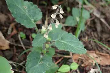 タツナミソウの実・南あじさい山