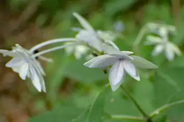 あじさいの花・南あじさい山