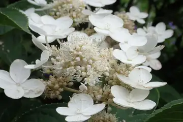 あじさいの花・南あじさい山