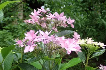 あじさいの花・南あじさい山