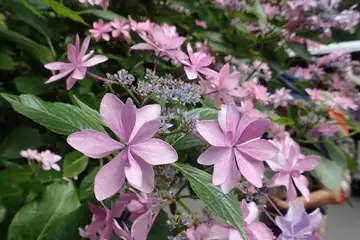 あじさいの花・南あじさい山