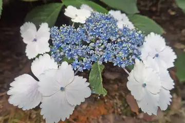 あじさいの花・南あじさい山