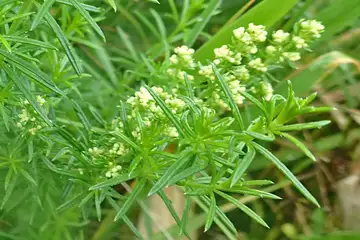 カワラマツバ・車山高原