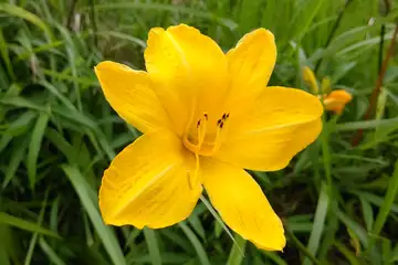 ヘメロカリス・境川