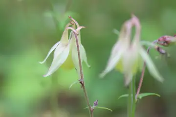 キバナノヤマオダマキ・櫛形山