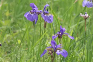アヤメ・櫛形山