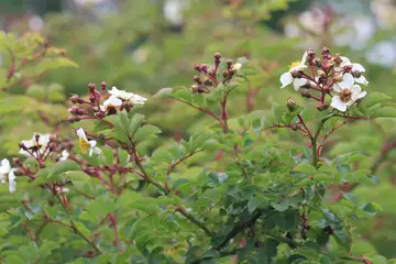 ノバラ・櫛形山