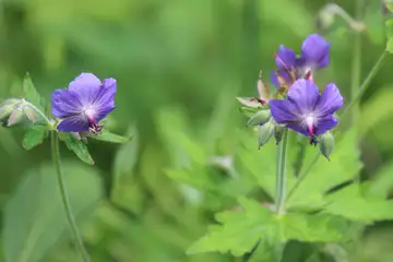 タカネグンナイフウロ・櫛形山