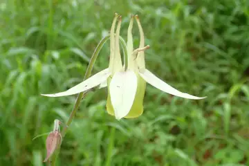 キバナノヤマオダマキ・櫛形山