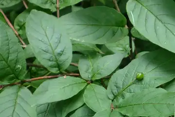 アオバヒョウタンボク・櫛形山