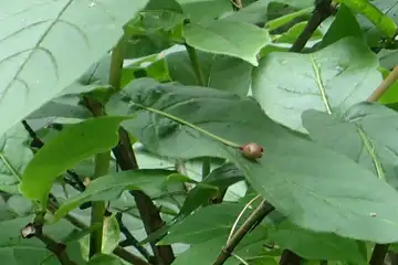 アオバヒョウタンボク・櫛形山