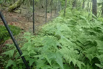 コウモリソウ・櫛形山