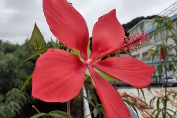 モミジアオイ・阿久和川