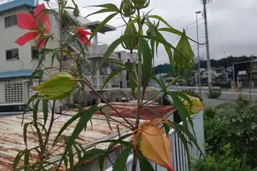 モミジアオイ・阿久和川