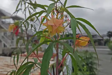モミジアオイ・阿久和川