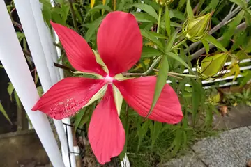 モミジアオイ・阿久和川