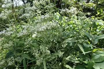 ヒヨドリバナ・新林公園