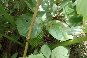 ムサシアブミ・新林公園