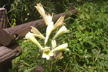 ウバユリ・横浜自然観察の森