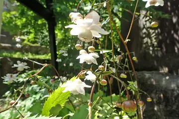 レンゲショウマ・御岳山