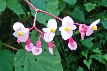 シュウカイドウ・御岳山
