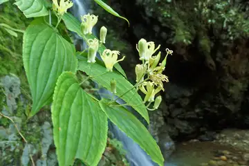 タマガワホトトギス・御岳山