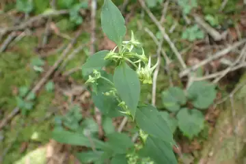 ハナイカリ・小楢山