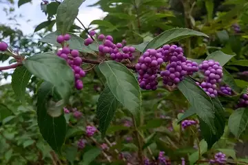コムラサキ・阿久和川