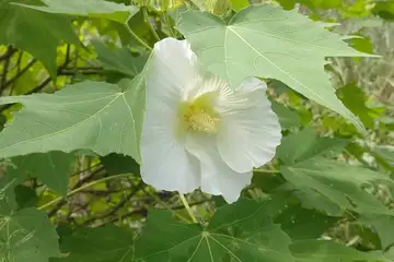 フヨウ・阿久和川