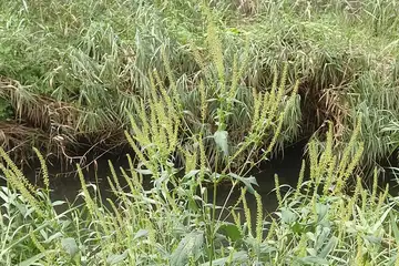 オオブタクサ・阿久和川