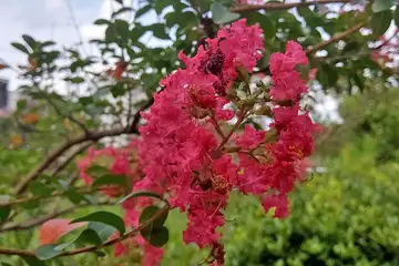 サルスベリ・阿久和川