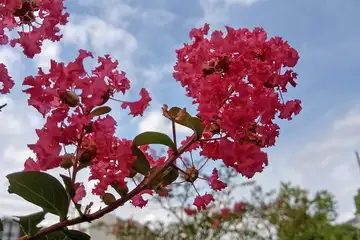 サルスベリ・阿久和川